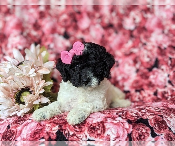 Medium Photo #6 Poodle (Miniature)-Sheepadoodle Mix Puppy For Sale in GLEN ROCK, PA, USA