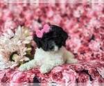 Small Photo #6 Poodle (Miniature)-Sheepadoodle Mix Puppy For Sale in GLEN ROCK, PA, USA