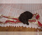 Small Photo #7 Labradoodle Puppy For Sale in GALION, OH, USA