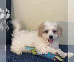 Small #2 Bichon Frise-Cavachon Mix