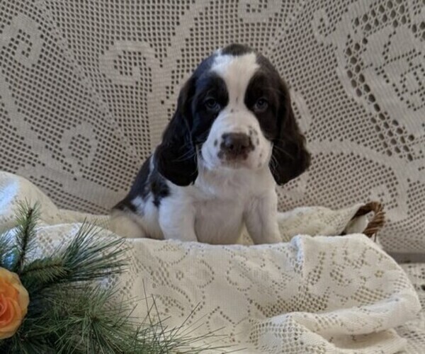 Medium Photo #3 English Springer Spaniel Puppy For Sale in OWEN, WI, USA