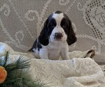Small #2 English Springer Spaniel
