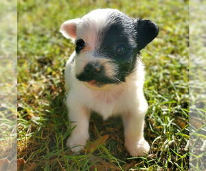 Papillon-Unknown Mix Dogs for adoption in Vail, AZ, USA