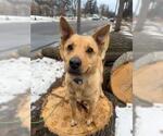 Small #1 Mutt