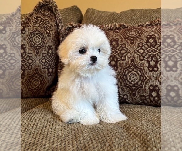Medium Photo #10 Mal-Shi Puppy For Sale in NOBLESVILLE, IN, USA