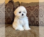 Teddy - Male Mal-Shi Puppy for Sale - Photo #10