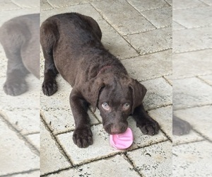 Chesapeake Bay Retriever Puppy for sale in COOKEVILLE, TN, USA