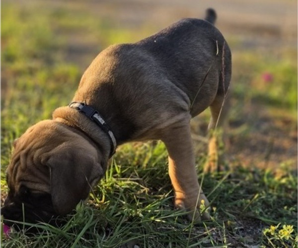Medium Photo #8 Cane Corso Puppy For Sale in BANGS, TX, USA