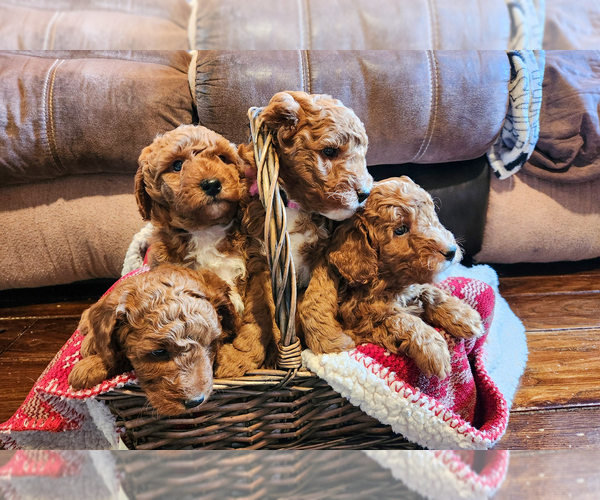 Medium Photo #1 Goldendoodle mix (+ Poodle Miniature) Puppy For Sale in CARLISLE, PA, USA