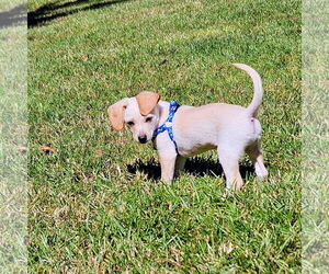 Chihuahua-Poodle (Toy) Mix Dogs for adoption in Mount Pleasant, SC, USA