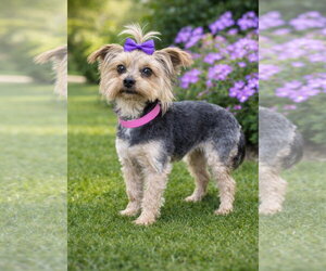 Mutt Dogs for adoption in Bon Carbo, CO, USA