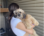 Small #3 Lhasa Apso