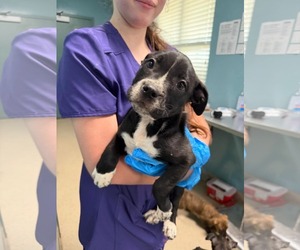 Mutt Dogs for adoption in Woodbury, NY, USA