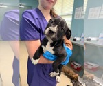 ANNIE - Female Mutt Dog for Adoption - Small photo