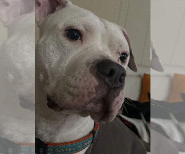 Medium Photo #3 Mutt Puppy For Sale in Miami, FL, USA