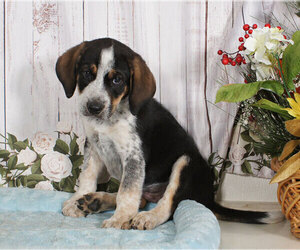 Australian Cattle Dog-Bluetick Coonhound Mix Puppy for sale in PENNS CREEK, PA, USA
