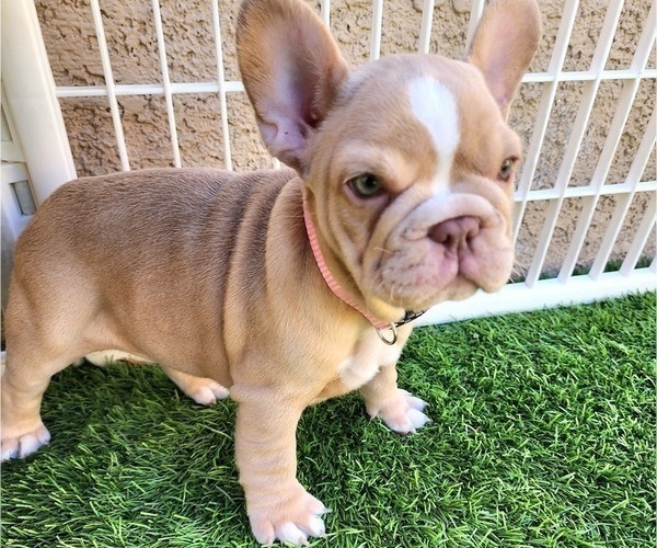 Medium Photo #6 French Bulldog Puppy For Sale in LAS VEGAS, NV, USA