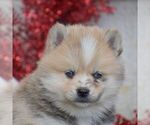 Small Pomsky