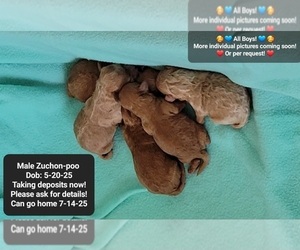 Poodle (Toy)-Zuchon Mix Puppy for sale in TUCSON, AZ, USA