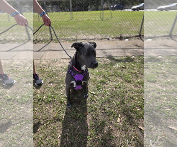 Medium Photo #48 Blue Lacy-Unknown Mix Puppy For Sale in Rosenberg, TX, USA