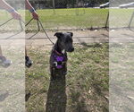 Small #47 Blue Lacy Mix
