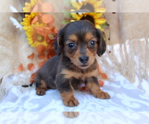 Dachshund Puppy for sale in SHILOH, OH, USA