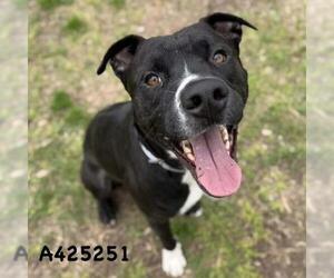 Mutt Dogs for adoption in Conroe, TX, USA