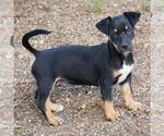 Small Photo #16 Chihuahua-Colonial Cocker Spaniel Mix Puppy For Sale in San Diego, CA, USA
