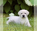 Small #4 Labrador Retriever