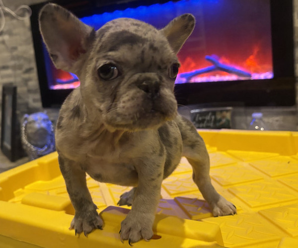 Medium Photo #3 French Bulldog Puppy For Sale in CRYSTAL CITY, TX, USA