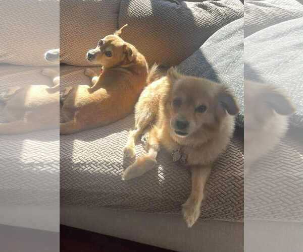 Medium Photo #11 Chihuahua-Unknown Mix Puppy For Sale in Mount Laurel, NJ, USA