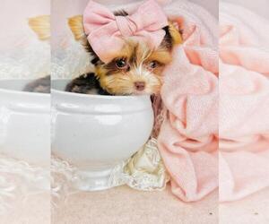 Morkie Puppy for sale in THONOTOSASSA, FL, USA