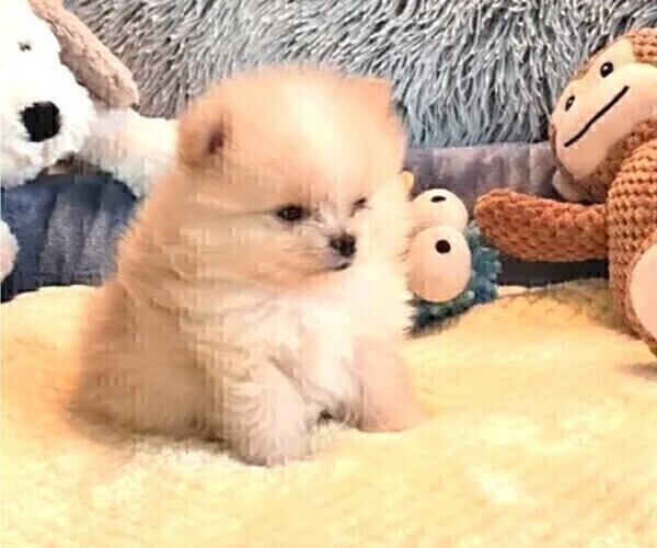 Medium Photo #3 Pomeranian Puppy For Sale in MENIFEE, CA, USA