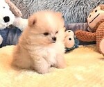 Small Photo #16 Pomeranian Puppy For Sale in MENIFEE, CA, USA
