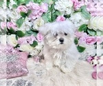Small Photo #92 Maltese Puppy For Sale in HAYWARD, CA, USA