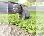 Small Photo #50 French Bulldog Puppy For Sale in CARY, NC, USA