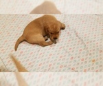 Small Photo #8 Labrador Retriever Puppy For Sale in NEW STANTON, PA, USA