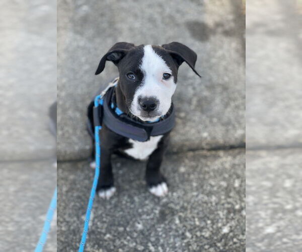 Medium Photo #10 American Pit Bull Terrier-Labrador Retriever Mix Puppy For Sale in Brewster, NY, USA