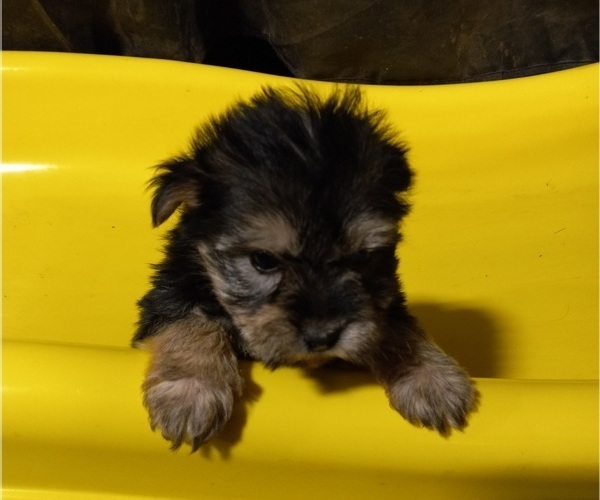 Medium Photo #4 Morkie Puppy For Sale in HINCKLEY, MN, USA