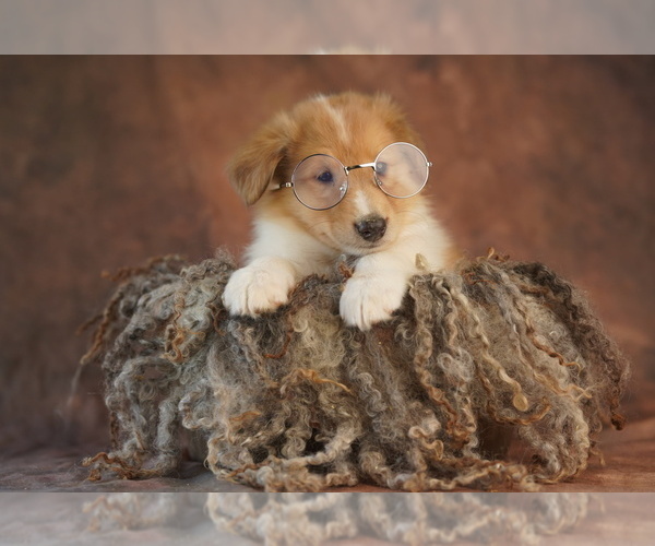 Medium Photo #11 Collie Puppy For Sale in PILOT, VA, USA