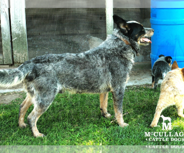 Medium Photo #1 Australian Cattle Dog Puppy For Sale in SANTA ROSA, CA, USA