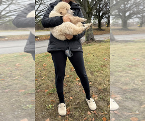 Poodle (Standard) Puppy for sale in HAMMOND, ME, USA