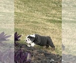 Small #20 Bulldog