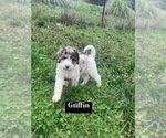 Puppy 3 Aussiedoodle-Poodle (Standard) Mix