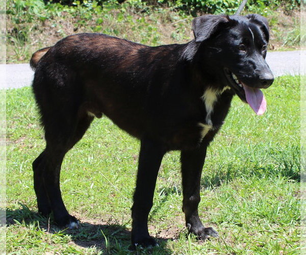 Medium Photo #4 Labrador Retriever-Unknown Mix Puppy For Sale in Prattville, AL, USA