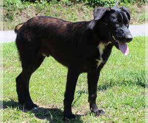 Patches 43544 - Male Labrador Retriever-Unknown Mix Dog for Adoption - Photo #4