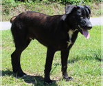 Small Photo #4 Labrador Retriever-Unknown Mix Puppy For Sale in Prattville, AL, USA