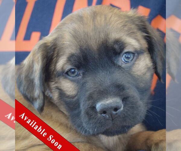 Medium Photo #1 Colonial Cocker Spaniel-German Shepherd Dog Mix Puppy For Sale in Huntley, IL, USA