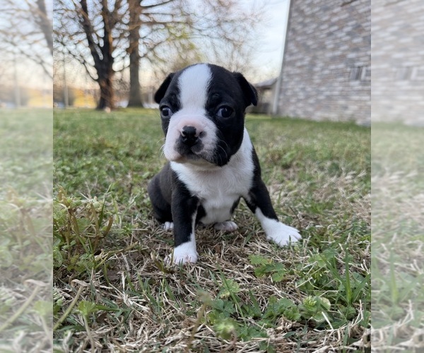 Medium Photo #1 Boston Terrier Puppy For Sale in GARFIELD, AR, USA