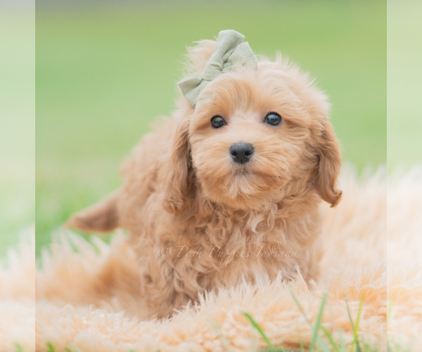 Medium Photo #2 Maltipoo (Miniature) Puppy For Sale in WARSAW, IN, USA